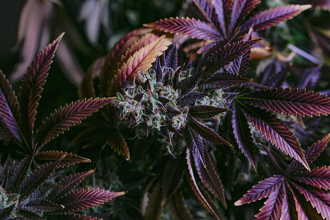 Cannabis Sorten nach Wirkung: Entspannend, kreativ oder aktiv