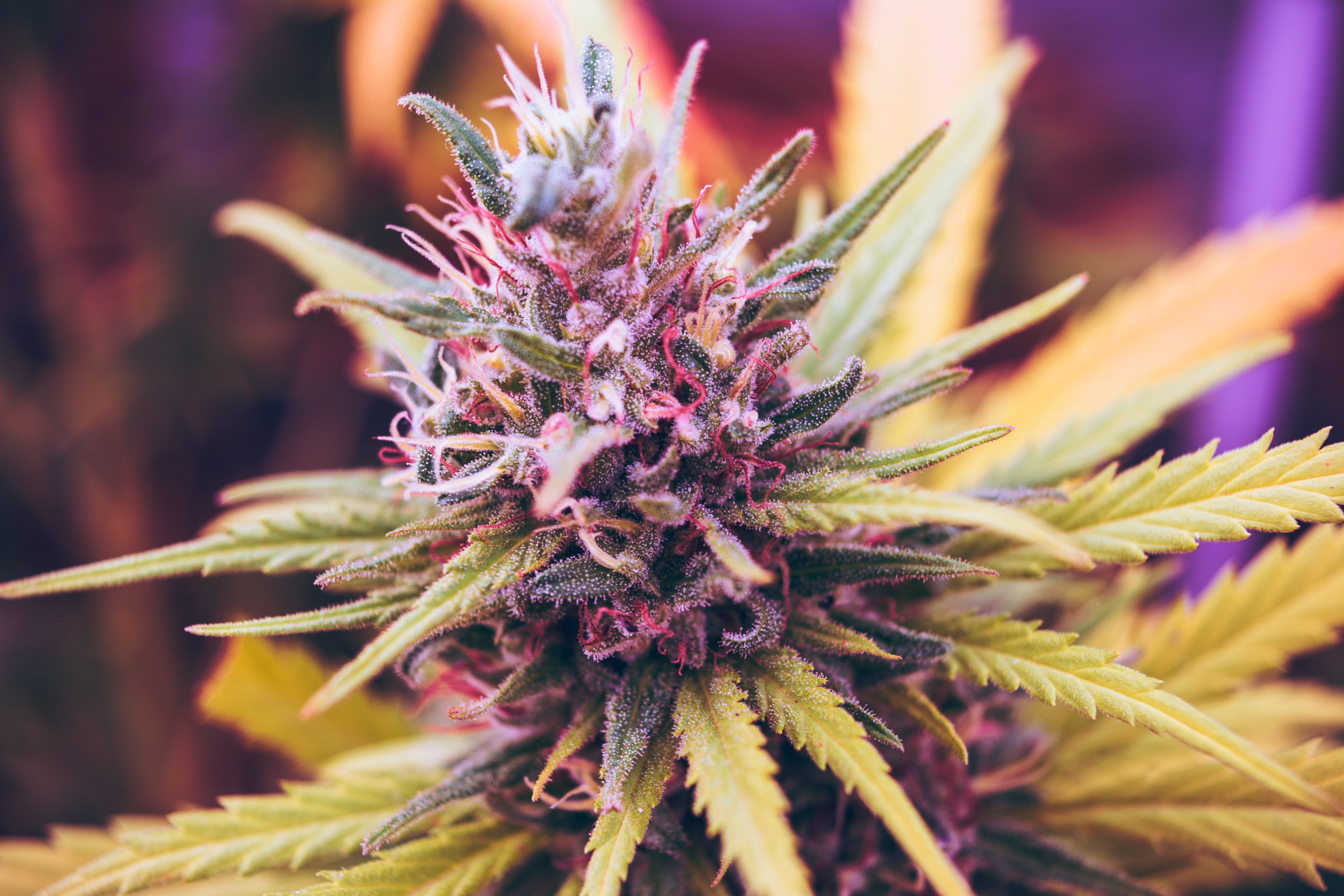 Cannabis-Sorten im Überblick – Klassiker, Exoten & Konsumwissen