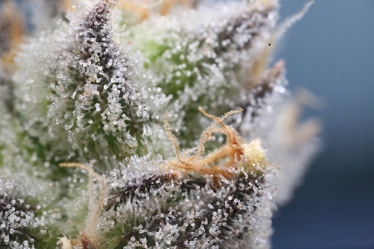 Cannabis-Trichome: Was die Wirkung & Potenz bestimmt