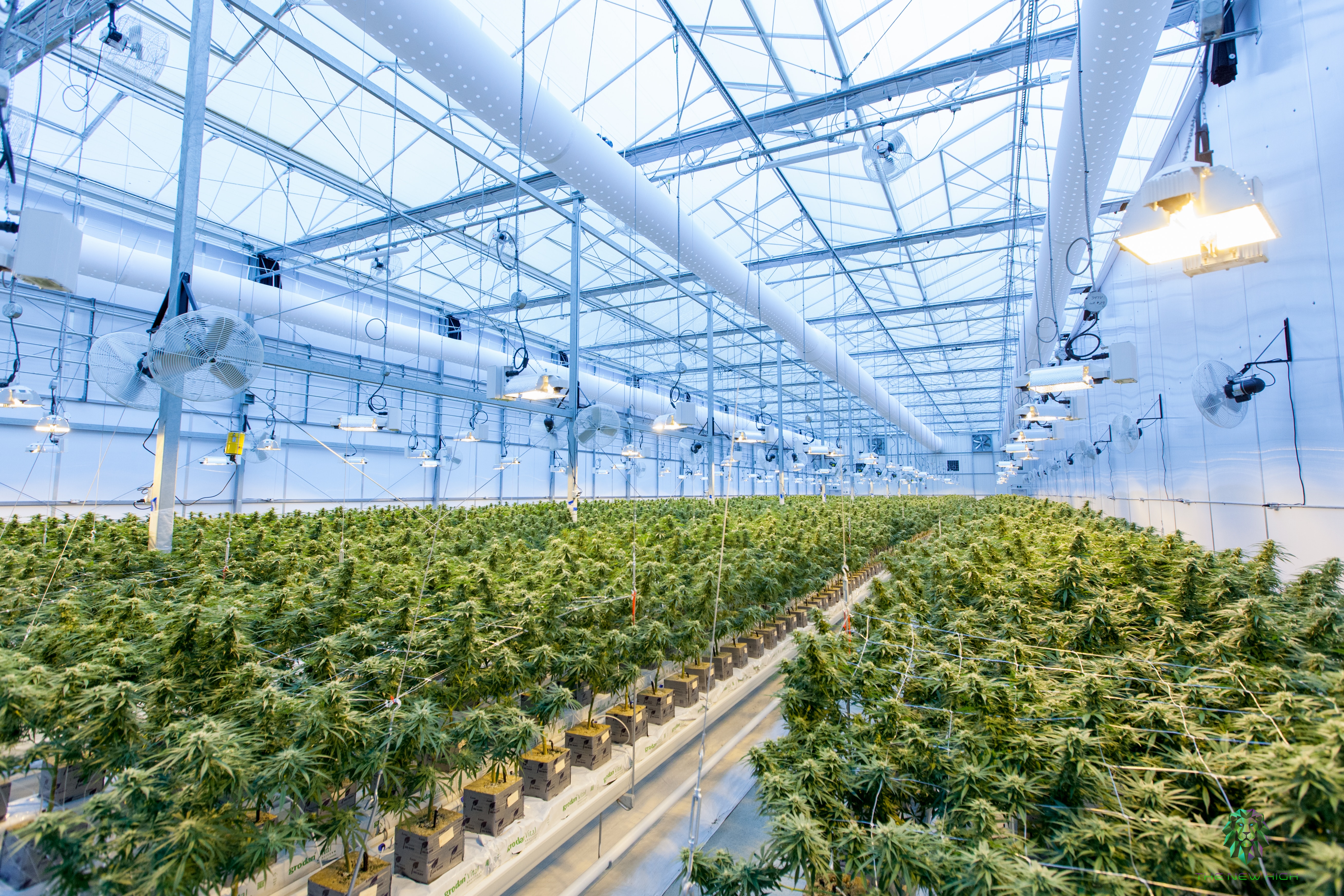 Growbox, Homebox & Komplettsets: Indoor-Growing leicht gemacht