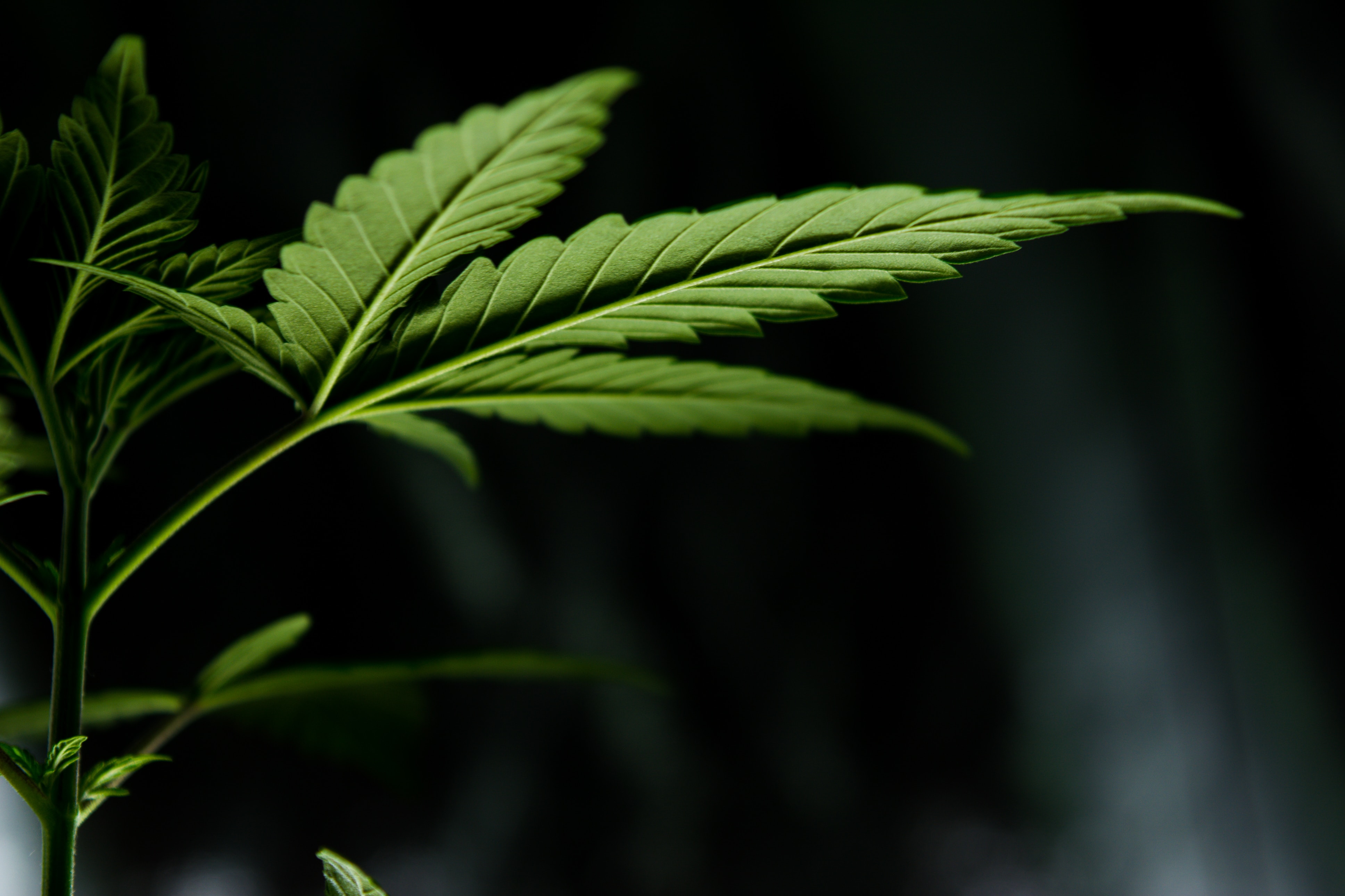 5 Mythen über medizinisches Cannabis (und was wirklich stimmt)