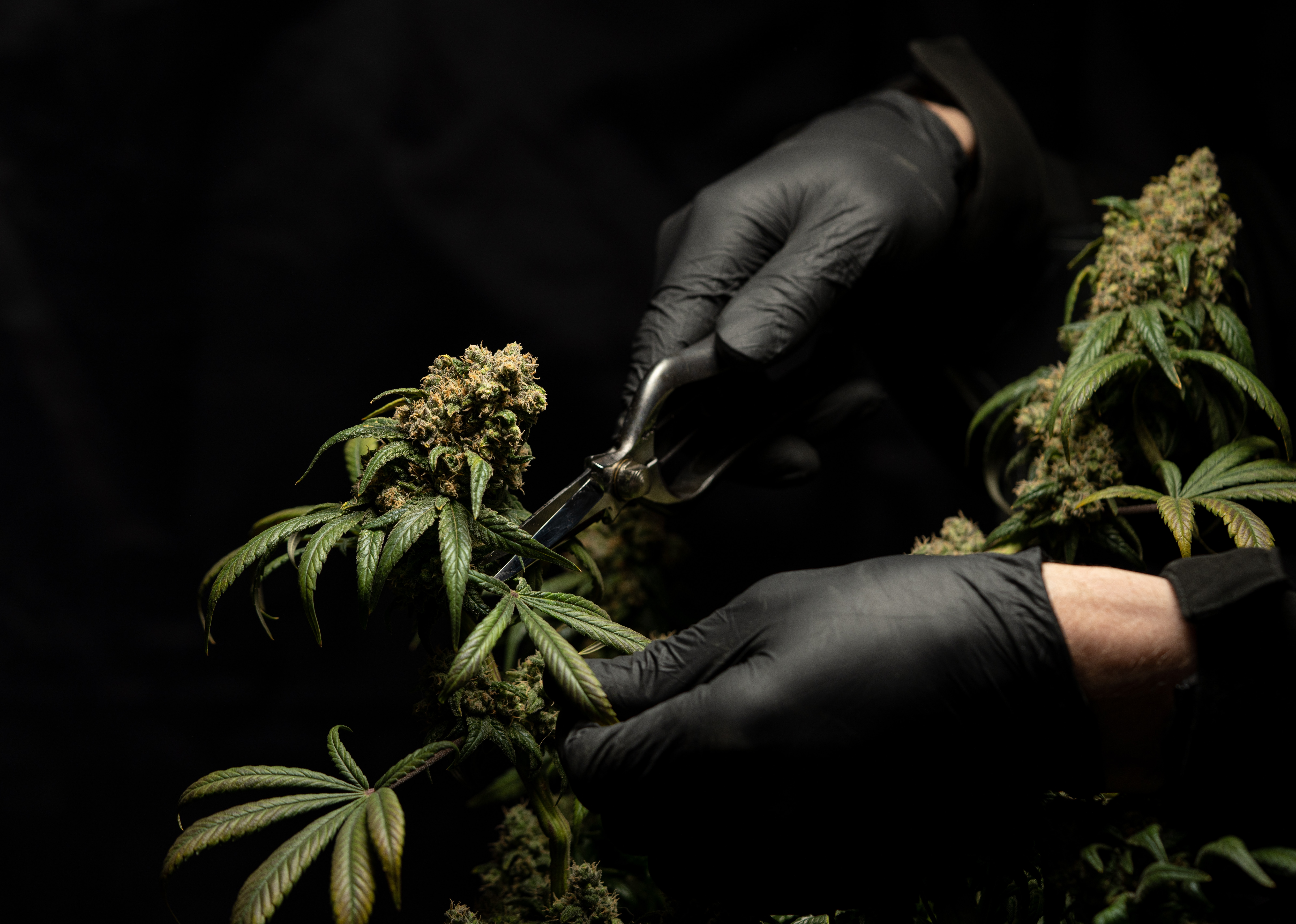 Von Keimung bis Ernte: Die Wachstumsphasen und Ernte von Cannabis