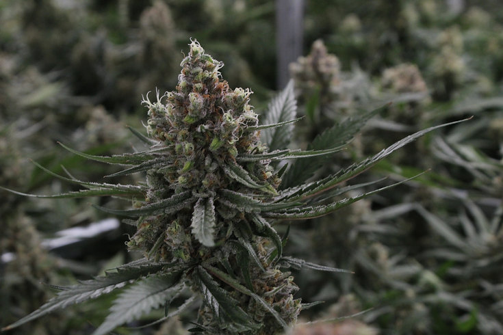 Medizinisches Cannabis: Wirkung, Anwendung & Funktion