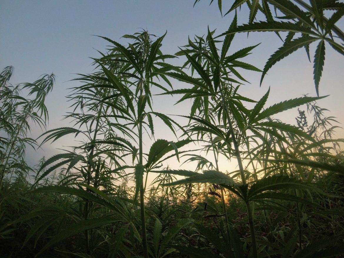 Marihuana Pflanzen im Sonnenuntergang